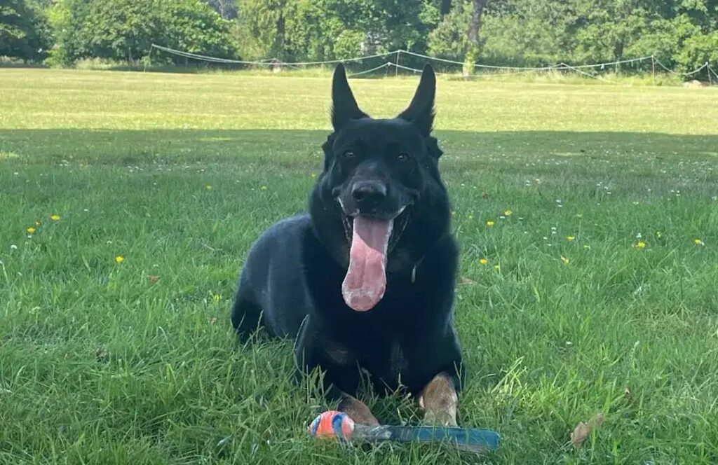 Hero Police Dog Sniffs Out Cocaine-Fuelled Driver in Dramatic Chichester Chase
