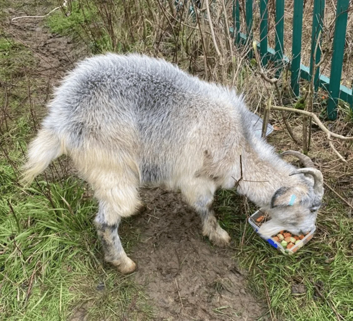 Firefighters rescued a goat that was stranded around 35-metres high on a cliff edge on Godstone Road in Kenley – (ID 549268)