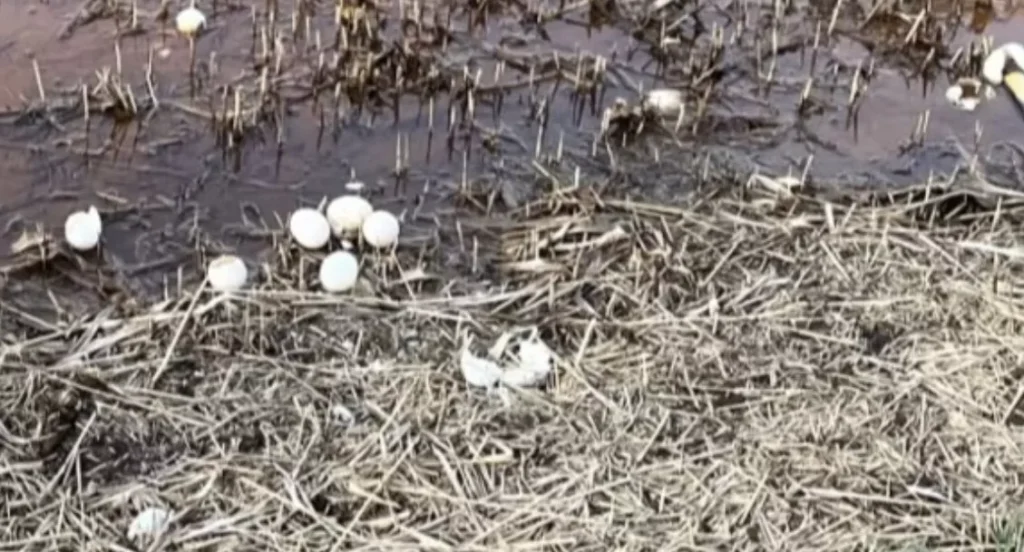 Police in King’s Lynn, Norfolk are appealing for witnesses after a group of youths were seen smashing the eggs of a swan’s nest