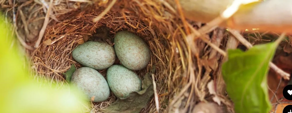 Rural And Wildlife Crime Officers In Staffordshire Are Calling On The Public To Keep A Lookout For Suspicious Activity Around Wild Birds’ Nests As Part Of An Annual Operation To Tackle Egg Thieves