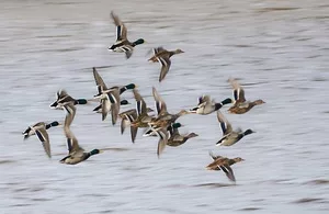 Bird Flu – All Bird Keepers Must Maintain Scrupulous Biosecurity Standards