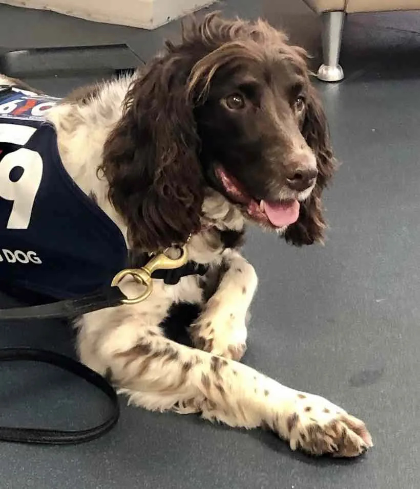 Officers from Kent Police and staff across the county will benefit from a well-being and trauma support dog
