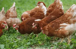 Kent birdkeepers are being reminded of the importance of adhering to strict biosecurity protocols in order to limit the spread of Avian I…