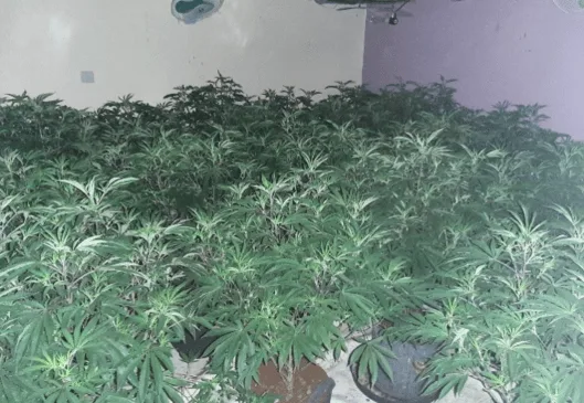 Police carried out warrants at two properties in Aldershot and a cannabis factory was discovered