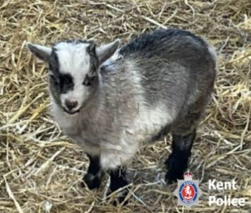 Thieves Nab Two Adorable Baby Pygmy Goats in Rainham – UKNIP