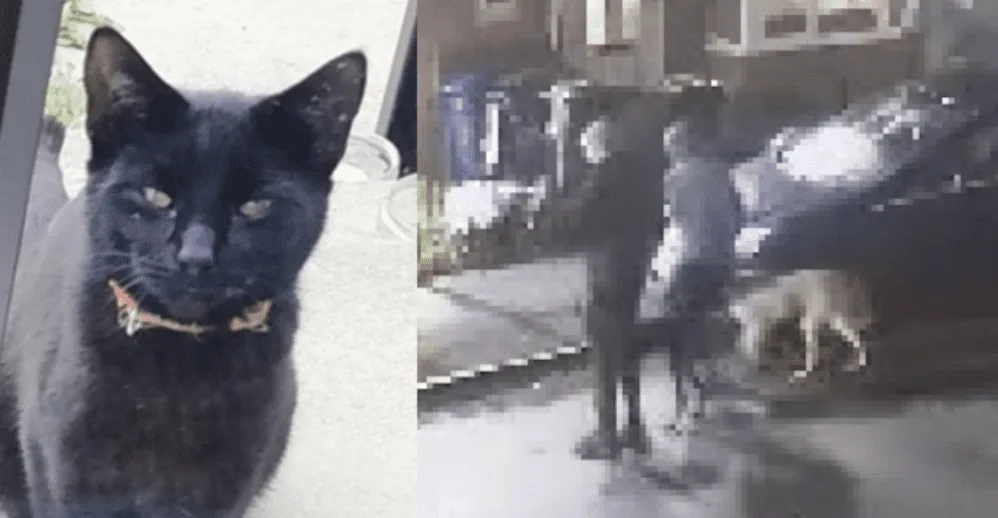 In a distressing incident that has left the local community in shock, two dogs brutally attacked and killed a defenceless cat in its owne