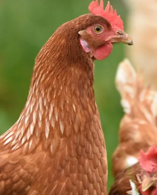 Poultry and captive birds in England and Wales can once again be kept outside starting next week, following the government’s announcement