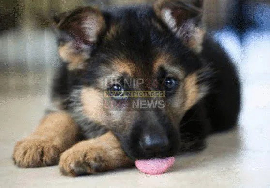 Portchester’s German Shepherd Rescue Scoops £5,000 Boost from UK’s Top Pet Fundraiser