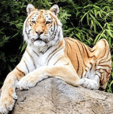 Isle of Wight Zoo Mourns Beloved Tiger Zia, Cherished Big Cat Legend Dies Aged 22
