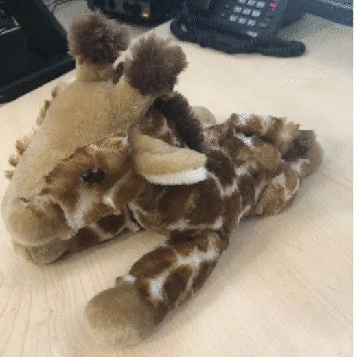 Giraffe on the Loose: Highways England Hunt Owner After ‘Geoffrey’ Spotted Roaming M5