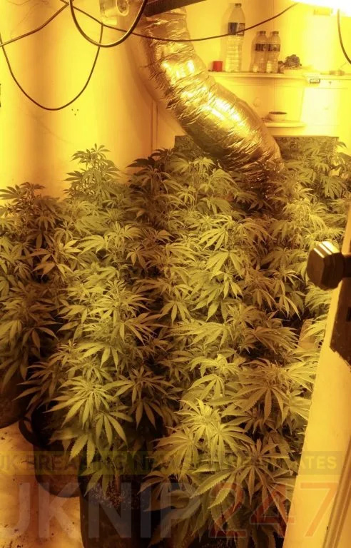 £900k Cannabis Haul: Police Bust Three Canterbury Cannabis Farms, 24-Year-Old Arrested