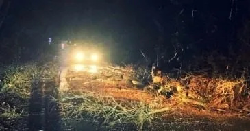 Wooburn Common Road Shut as Giant Tree Topples in High Winds, Live Wires Down