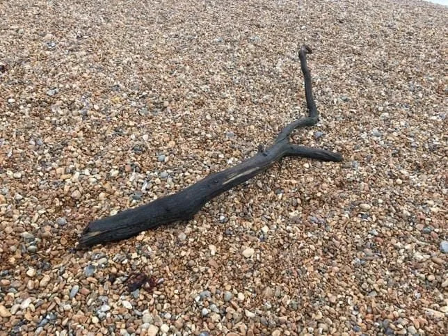 Eastbourne Lifeboat Scrambles to ‘Body in Water’ Call—Turns Out to Be Floating Log