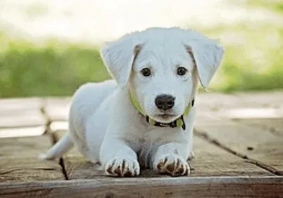 Lucy’s Law Cracks Down: Puppy and Kitten Sales Must Be Direct from Breeders or Rescues from April 6