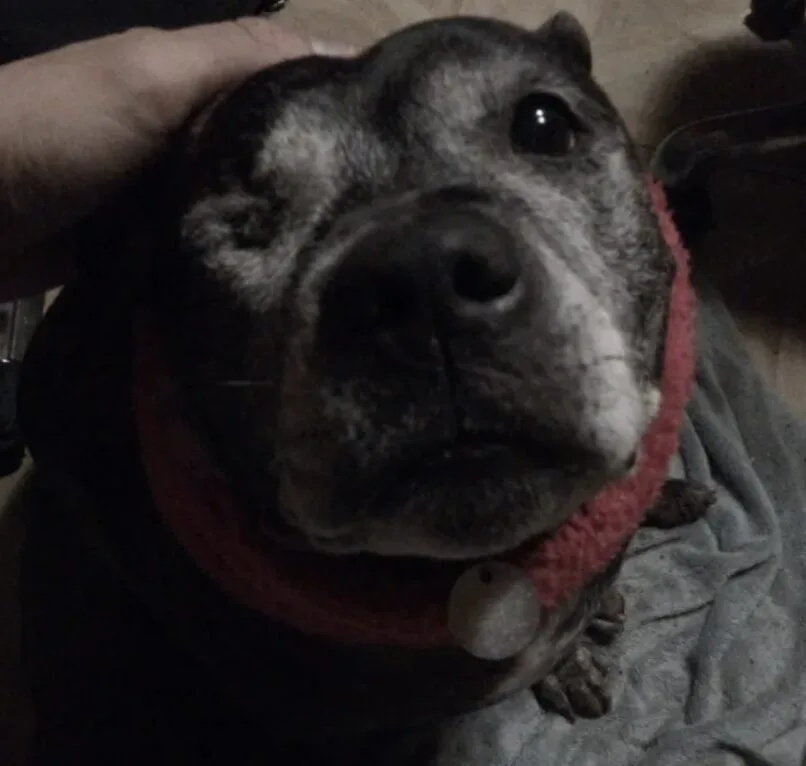 Police are appealing for witnesses following a fail-to-stop collision in Lambeth which left a dog seriously injured