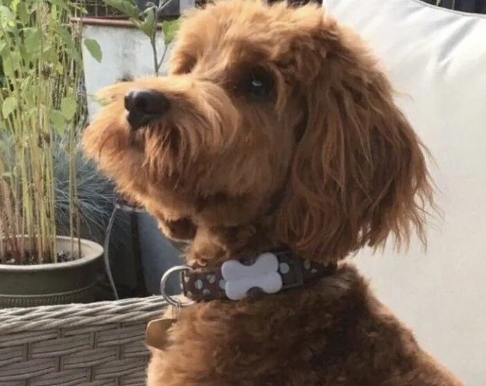 Cockapoo Nearly Dies After Swallowing Face Mask Metal Clip – Vets Issue Urgent Warning