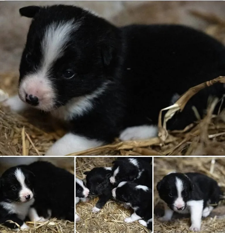 Five Border Collie Puppies Stolen in Upper Swell Farm Raid – Police Urge Witnesses to Come Forward