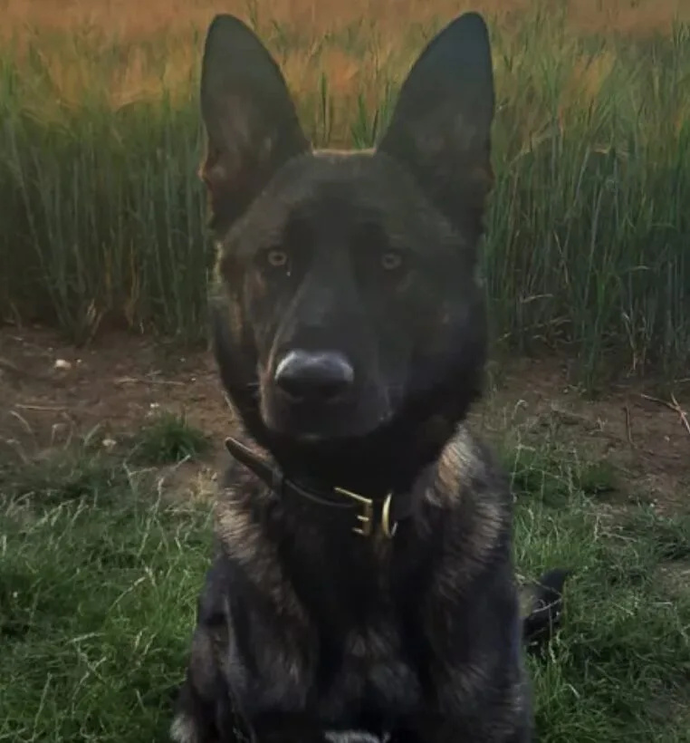 Met Police Dogs Sniff Out Knives, Swords & Drugs Across London, Nab Multiple Suspects