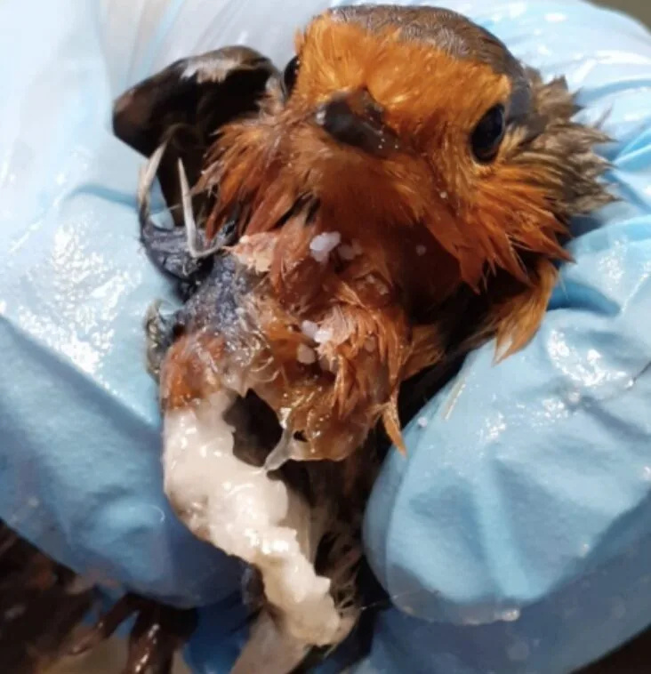 RSPCA Warns: Two Robins Die in ‘Horrific’ Glue Trap Horror – Ban These Cruel Devices Now