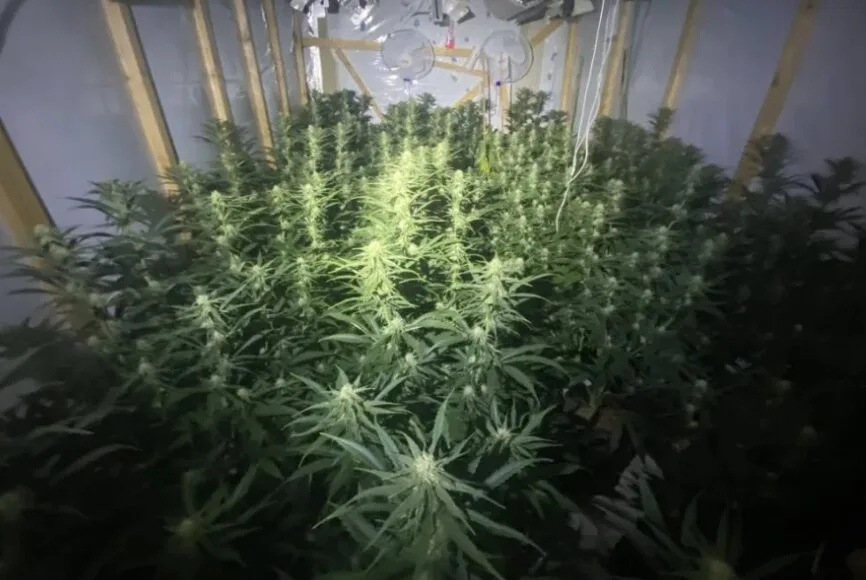 £75k Cannabis Haul in Burnt Oak as Three Arrested in Major Drug Bust