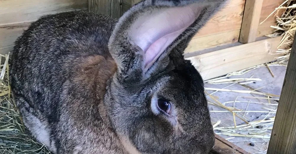 Guinness Record  award winning rabbit has been stolen from his home in Worcestershire