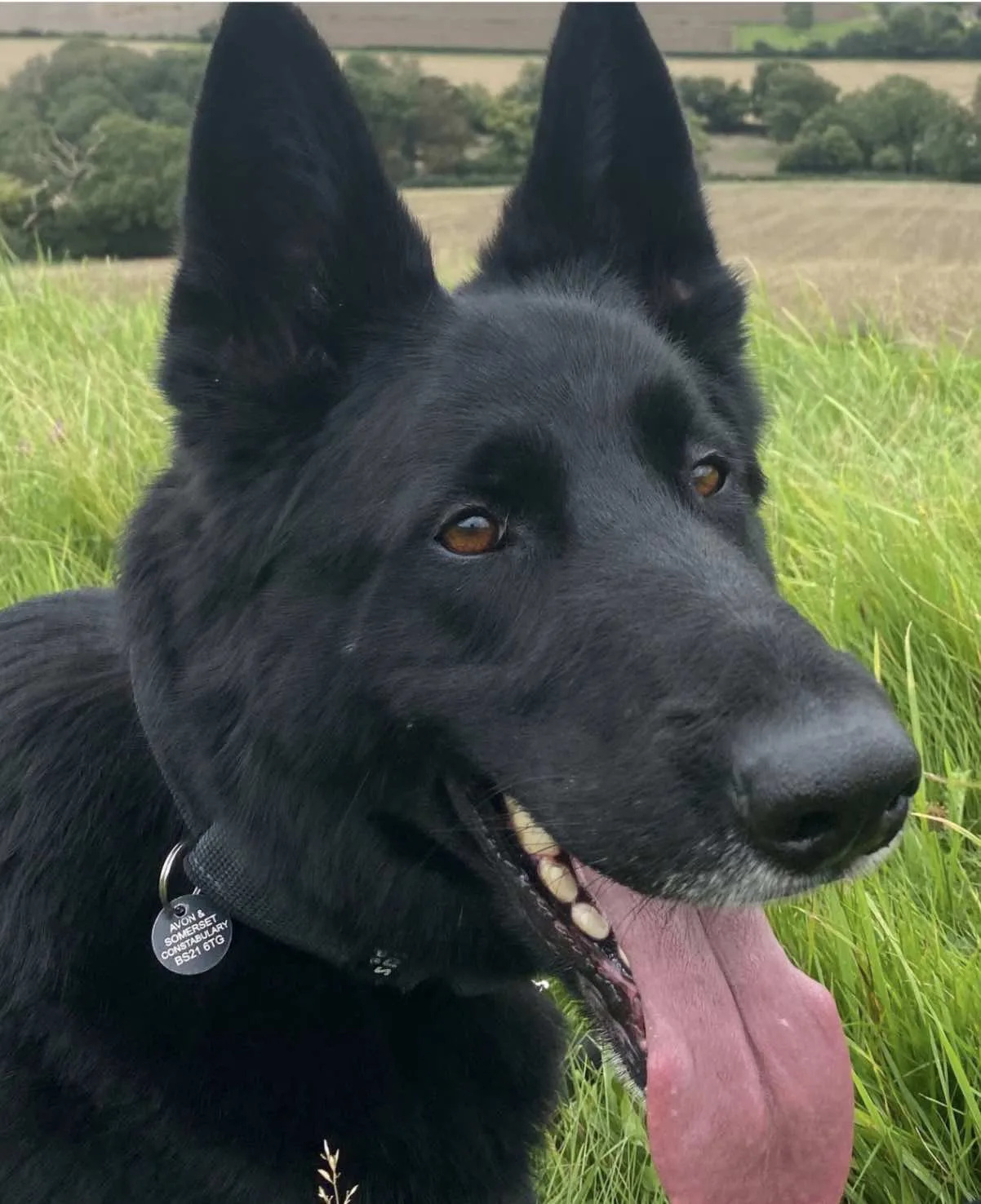 Hero Police Dog Jet Dies After Train Accident Hunting Avon Burglary Suspects
