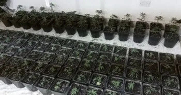 Massive Cannabis Bust on A2 Leads to Seven Arrests and 200-Plant Farm in Kent