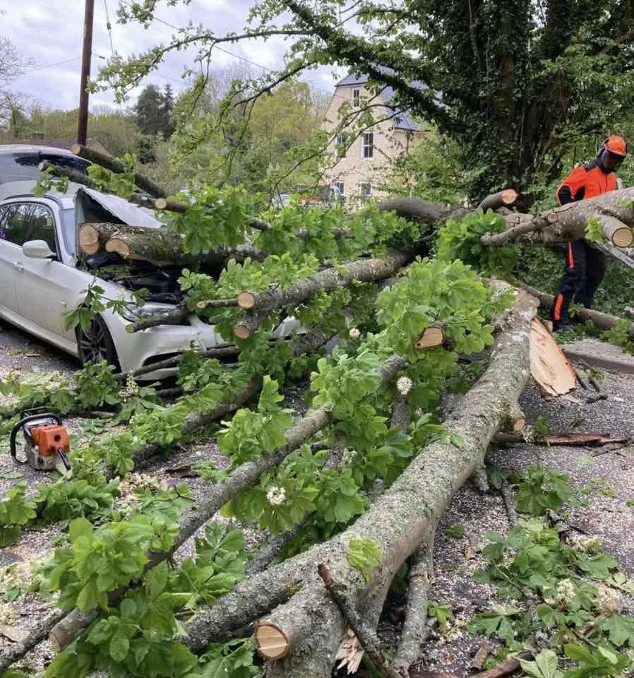 Miracle Escape in Abingdon as Tree Crashes Onto Car Seconds After Occupants Flee
