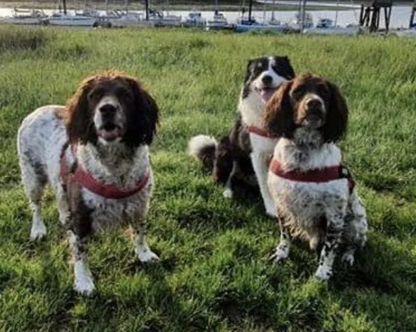 Firefighters’ Dogs Hike 99K in May to Raise Cash for UK Rescue Pups