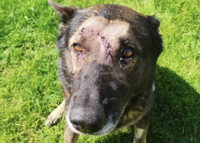 Hero Police Dog Kaiser Stabbed Multiple Times in Orpington Knife Attack – Officer Injured in Brave Arrest