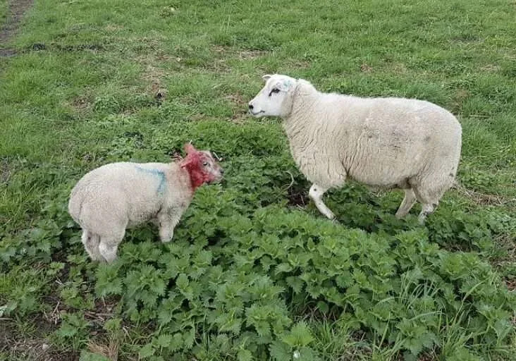 Lamb Mauled in Kent as Dog Pack Flees Scene – Police Hunt Three Men and Warn Owners to Keep Dogs on Leads