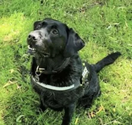 Suspected class A drugs have been seized and a teenager arrested following work by officers and police dogs in #Canterbury