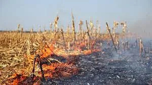 Arson Suspected as Fire Destroys 10x10m Patch of Corn Near Sittingbourne
