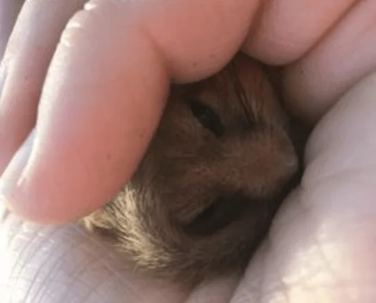 Tree Surgeon’s Blunder Costs Knightsgate £110k for Destroying Rare Dormouse Habitat in Hampshire