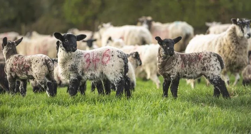 Ram Killed in Suspected Dog Attack Near Ashford – Police Urge Dog Owners to Keep Pets on Leads