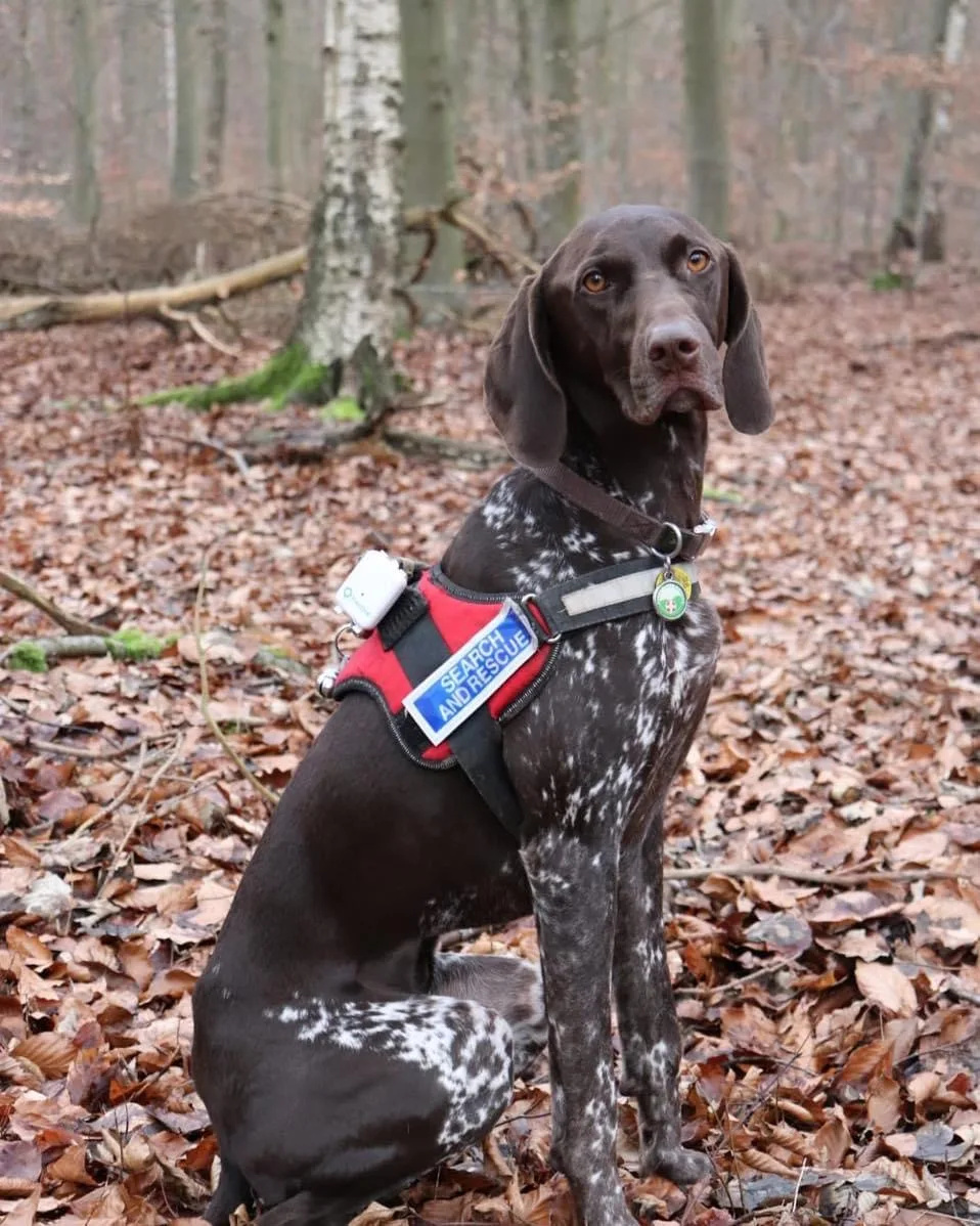Norfolk search and rescue team appeal after losing dog