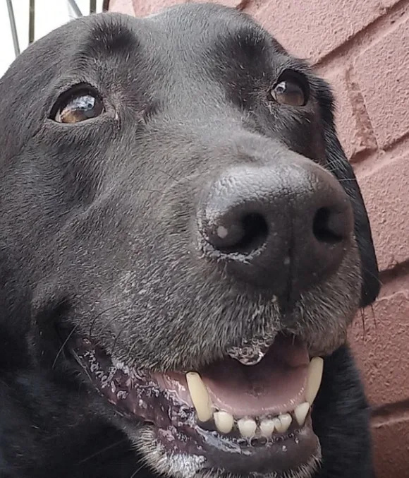 Heartless Thief Snatches 12-Year-Old Labrador Outside Tooting Broadway Sainsbury’s – Family Pleads for Return