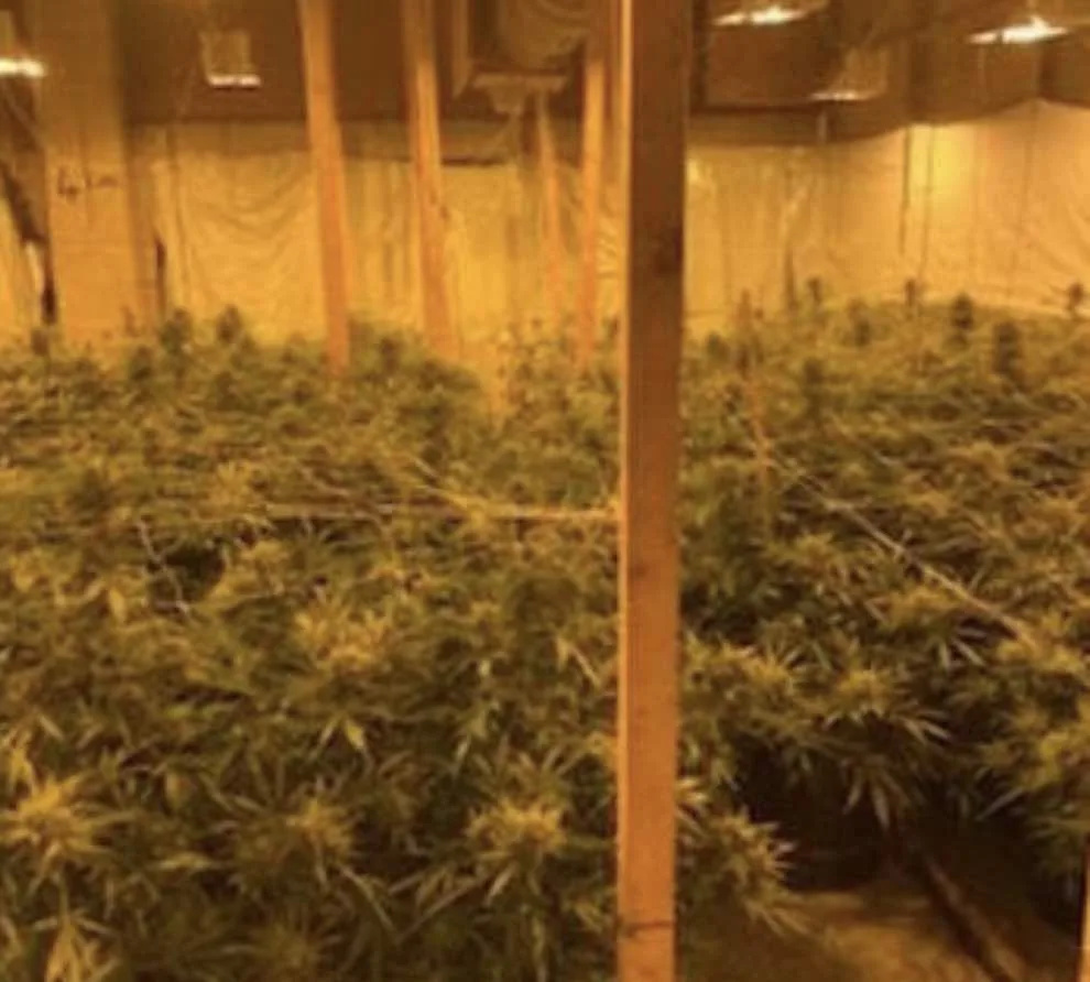Massive Cannabis Farm with 300 Plants Busted in Appledore – Tenterden Man Arrested