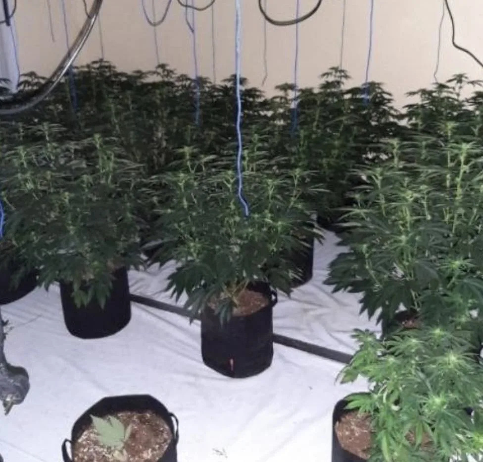 Police Raid Buckland Home, Seize Suspected Cannabis Farm During Welfare Call