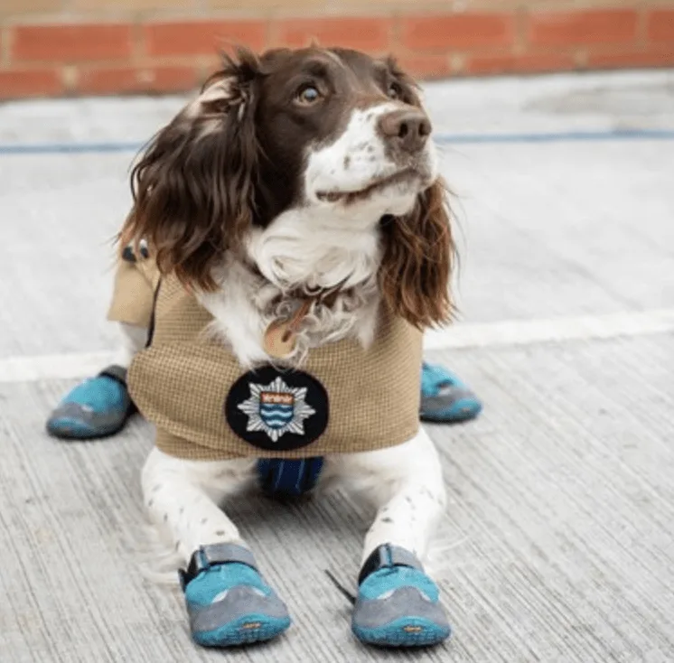 Vote Now: London Fire Dog Simba Shortlisted for Kennel Club Hero Dog Award!