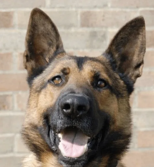 Wiltshire Police Dog PD Vinnie Dies After Brave Battle with Prostate Cancer