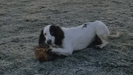 Sniffer Dog Roxy Sniffs Out Drugs, Nails Suspected Maidstone Dealer After Traffic Stop