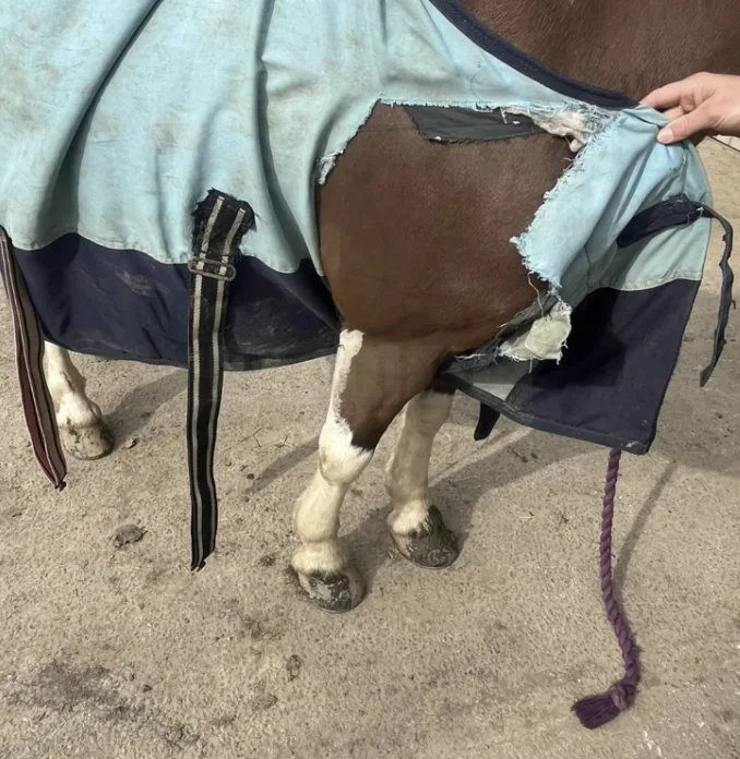 German Shepherd Attacks Horses in Kent Field: Appeal for Information