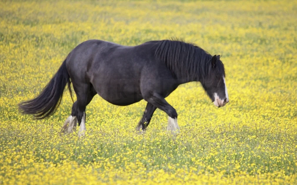Teen Found Guilty of Disturbing Horse Abuse in Blyth Sparks Outrage