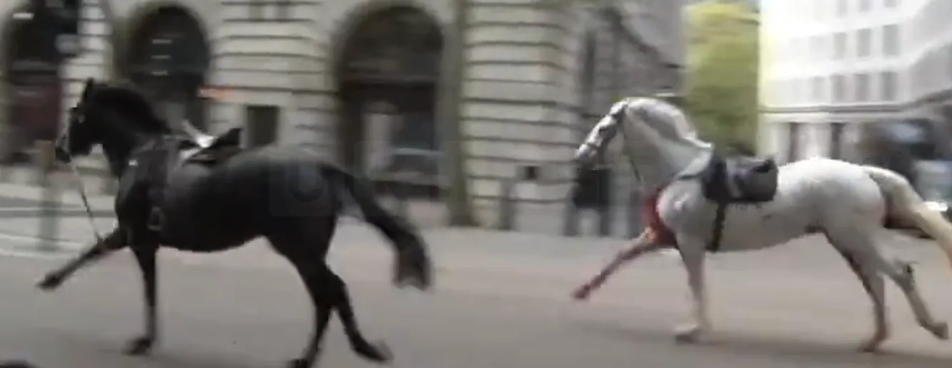 Stampede Chaos in London: Injured Household Cavalry Horses and Soldiers Fighting to Recover after Panic on City Streets