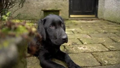 RSPCA Warns London Dog Owners: Keep Pets on Leads to Stop ‘Horrific’ Wildlife Attacks This Spring