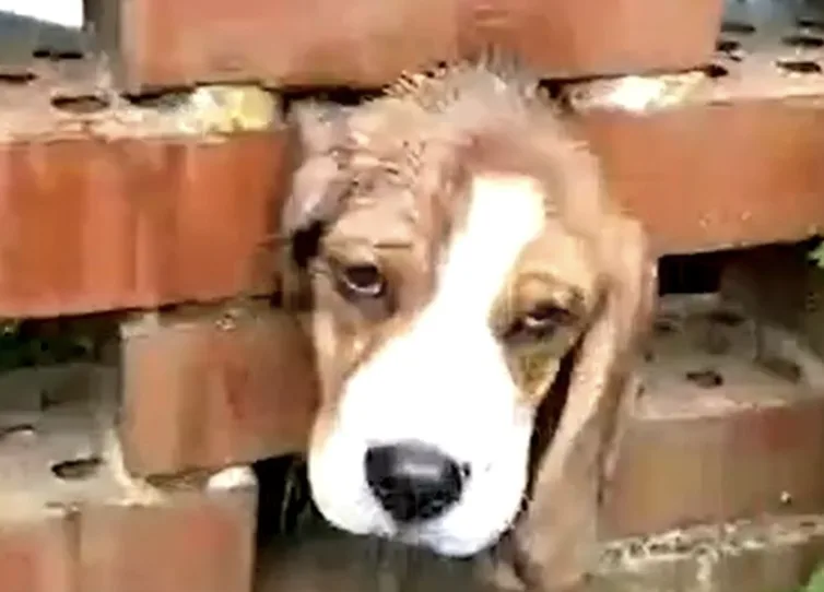 Firefighters Rescue Beagle Puppy Jeremy After Head Gets Stuck in Garden Wall in Brierley Hill
