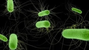 E. coli Outbreak Strikes UK: 37 Hospitalised, Authorities Hunt Contaminated Food Source