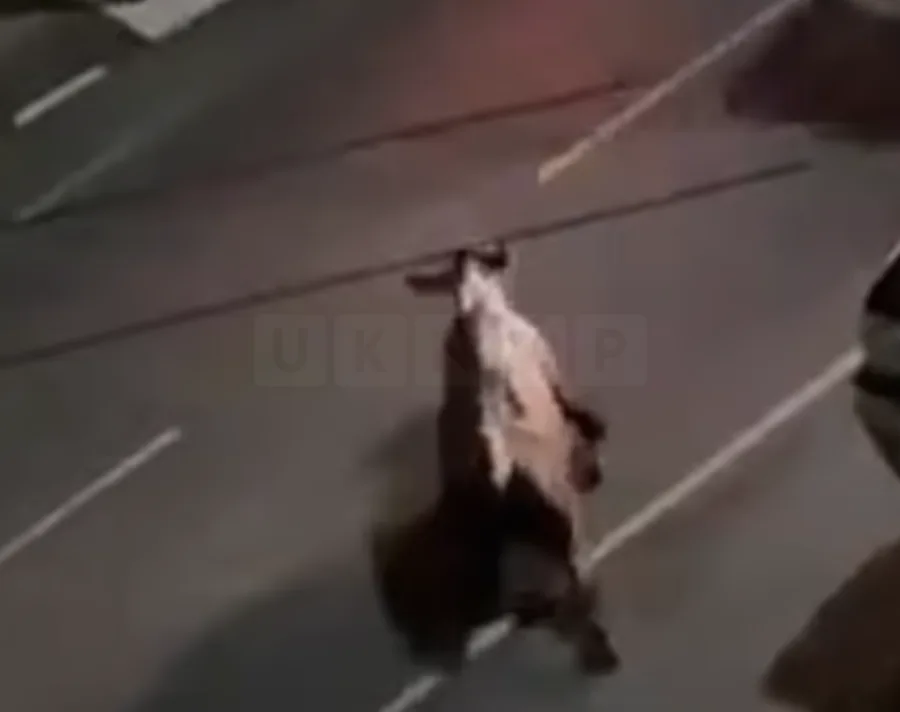 Home Secretary Condemns Police After Shocking Video Shows Officers Ram Cow Twice in Surrey