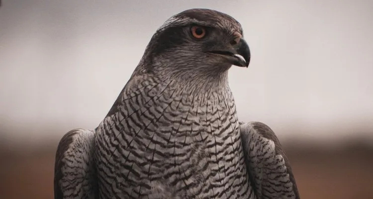 Shotgun Attack on Protected Goshawk Nest Near Strathspey Sparks Police Hunt